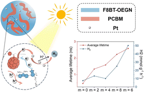 Graphical abstract: Post-polymerisation functionalisation of conjugated polymers: oligoether side-chain length governs exciton lifetime and dissociation for enhanced photocatalytic hydrogen evolution