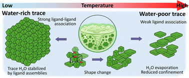 Graphical abstract: Control on the long-range ordering of perovskite nanocrystal superlattices via thermal regulation of nanoconfined water