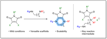 Graphical abstract: Amine-cation-driven heteroannulation of halomaleimides with C–N cleavage: metal-free access to heterobicyclic frameworks