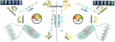 Graphical abstract: Chirality-selected non-equilibrium self-assembled hydrogels with tunable emission for information encryption