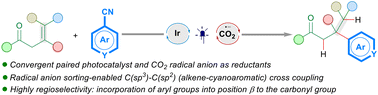 Graphical abstract: Convergent paired photocatalyzed hydroarylation of β-alkenyl ketones with cyanoaromatics enabled by radical anion sorting