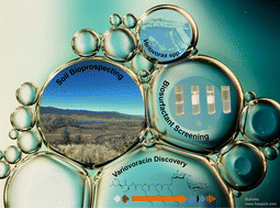 Graphical abstract: Variovoracins: new glycolipopeptide biosurfactants identified by surfactant screening and genome mining