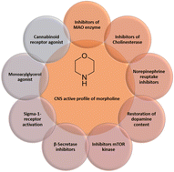 Graphical abstract: Morpholine as a privileged scaffold for neurodegenerative disease therapeutics