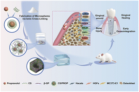 Graphical abstract: A chitosan-based thermosensitive hydrogel incorporating propranolol nanoparticles to promote early osseointegration and peri-implant soft-tissue healing