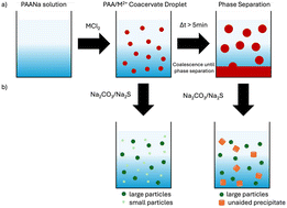 Graphical abstract: Nanoparticle formation utilizing simple polyacrylic acid-cation coacervates as template