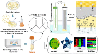 Graphical abstract: Sustainable and innovative electrochemical approach for quantifying glycine betaine in bacterial cultures