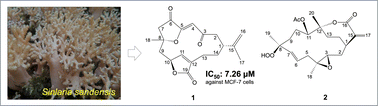 Graphical abstract: Cembranoids from the cultured soft coral Sinularia sandensis