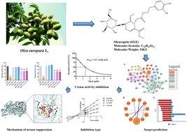 Graphical abstract: Oleuropein derived from olive leaves inhibits the activity of Helicobacter pylori urease: network pharmacology, inhibition kinetics, and mechanistic insights