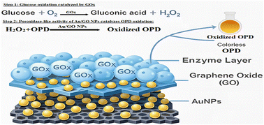 Graphical abstract: One-pot synthesis of Au/GO nanozymes: enhanced catalytic activity via in situ chemical reduction