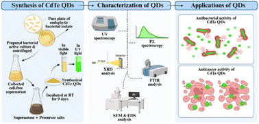 Graphical abstract: Green-synthesized CdTe quantum dots: dual-action nanomaterials tackling antimicrobial resistance and cancer