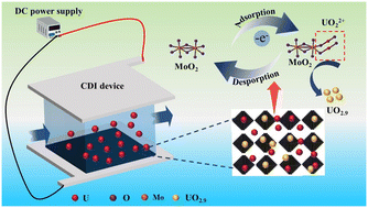 Graphical abstract: MOF-derived MoO2/C composites as high-performance electrodes for electrochemical uranium(vi) removal