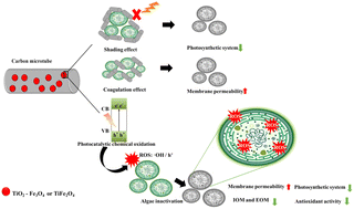 Graphical abstract: Efficient inactivation of Microcystis aeruginosa by carbon microtube-supported magnetic photocatalysts under visible light