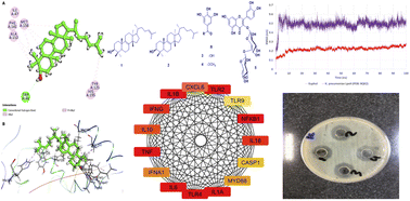 Graphical abstract: Phytochemical profiling of Euphorbia tirucalli Linn. latex and evaluation of its in vitro antibacterial activity against resistant Klebsiella pneumoniae: an integrative network pharmacology and molecular dynamics simulation study