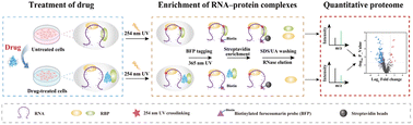 Graphical abstract: An approach for the systematic profiling of drug-induced remodeling of RNA–RBP (RNA-binding protein) interactions