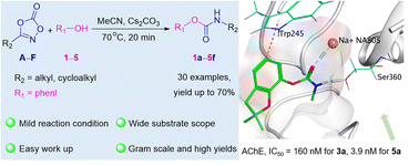 Graphical abstract: Mild and efficient synthesis of carbamates using dioxazolones as bench-stable isocyanate surrogates: application in AChE-inhibiting agent development