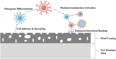 Graphical abstract: Research on the regulation of osteogenic differentiation and mechanotransduction by porous bionic coatings on titanium alloy implant surfaces