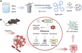 Graphical abstract: A layered double hydroxide nanocarrier enables YM155 delivery-induced PANoptosis and immunogenic activation in hepatocellular carcinoma