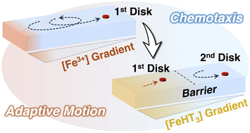 Graphical abstract: Hinokitiol-fueled disks form exclusionary zones in the presence of iron