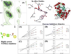 Graphical abstract: Design, synthesis, and enzyme kinetic evaluation of oxadiazole derivatives as nucleoside triphosphate diphosphohydrolase (NTPDase) inhibitors: an integrated in vitro and in silico approach