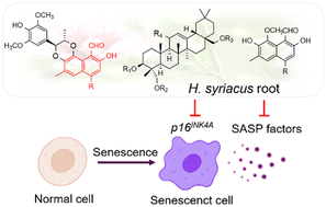 Graphical abstract: New isohemigossypol related conjugates and caffeoylated oleanane triterpenoids from Hibiscus syriacus roots with anti-senescence modulating activity