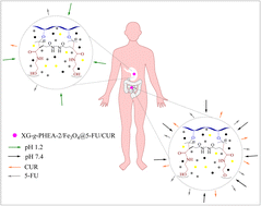 Graphical abstract: Magnetite hybrid hydrogel of xanthan gum and poly(N-hydroxyethyl acrylamide): a cytocompatible vehicle for sustained oral dual delivery of 5-fluorouracil and curcumin