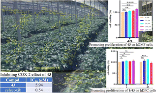 Graphical abstract: Insights into the daily functions of radix Panax notoginseng