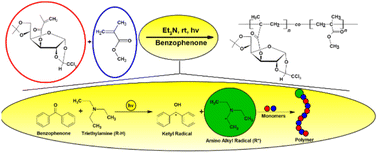 Graphical abstract: A renewable glucose-derived methacrylate monomer for photopolymerization: synthesis, copolymerization with MMA, and structure–property relationships