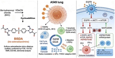 Graphical abstract: Development of a multi-targeted sulfonyl-bridged bisselenadiazole derivative as a potent EGFR/PI3K/AKT/mTOR modulator in lung adenocarcinoma