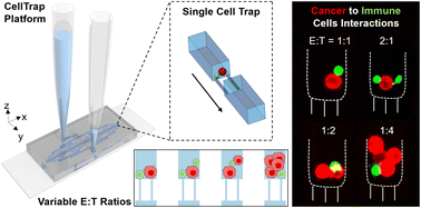 Graphical abstract: CellTrap: an instrument-free microfluidic platform for cell–cell interactions at stochastically generated effector-to-target ratios
