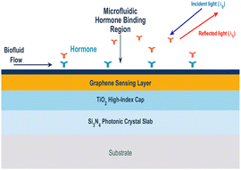 Graphical abstract: Chemical interaction-driven sensitivity enhancement in graphene-integrated photonic crystal biosensors for hormone detection