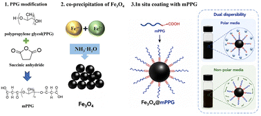 Graphical abstract: Preparation and characterization of Fe3O4 nanoparticles coated with succinic anhydride-modified polypropylene glycol