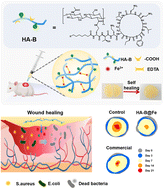 Graphical abstract: An injectable hyaluronic acid hydrogel integrating Fe(iii)-coordination and polymyxin B grafts for accelerated healing of infected diabetic wounds