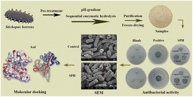 Graphical abstract: Protein hydrolysate derived from Stichopus horrens with antibacterial activity: preparation, characterization, and antibacterial mechanism