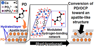 Graphical abstract: Thermal conversion behavior of pyrazole-3,5-dicarboxylate-substituted octacalcium phosphate