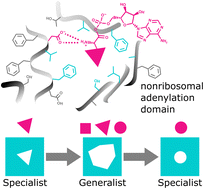 Graphical abstract: Mapping the nonribosomal specificity code through promiscuity-guided A-domain engineering