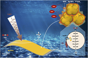 Graphical abstract: Engineering a semi-artificial photosynthetic biofilm for robust and high-efficiency CO2-to-methane conversion