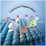 Graphical abstract: Atomic Ce sites promote a four-electron pathway of Pt as NADH oxidase mimics for in situ coenzyme regeneration