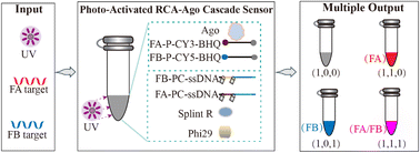 Graphical abstract: PANDA: AND logic-gated RNA sensing enabled by a photo-activated RCA-Argonaute cascade