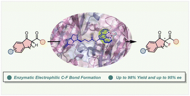 Graphical abstract: Enantioselective electrophilic α-fluorination catalyzed by an artificial metalloenzyme