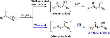 Graphical abstract: Capturing elusive alkenyl radicals in the Wharton reaction and its interrupted cyclization