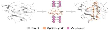 Graphical abstract: Design of permeability-optimized target-binding macrocycles via direct preference optimization