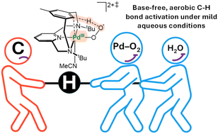 Graphical abstract: Aerobic C–H bond activation at a Pd center under aqueous conditions