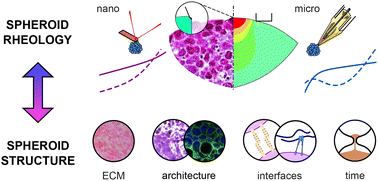 Graphical abstract: Multiscale structural–rheological mapping of cancer spheroids during maturation