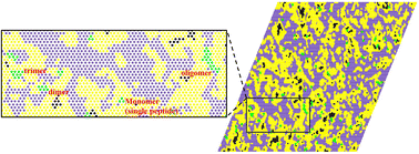 Graphical abstract: Coupling of lipid phase behavior and protein oligomerization in a lattice model of raft membranes
