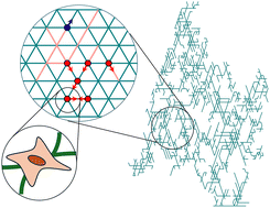 Graphical abstract: Transport properties of active particles moving on adjustable networks
