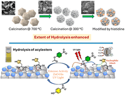 Graphical abstract: Photoactivated histidine-modified ZnO nanostructures as esterase mimics: calcination-driven surface engineering for hydrolytic cleavage of bioactive esters