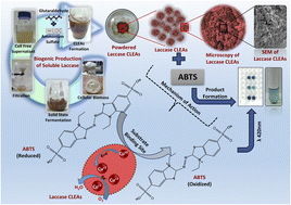 Graphical abstract: Enhanced catalytic turnover and robustness of laccase from Trametes pubescens through carrier-free aggregation