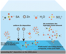 Graphical abstract: Multifunctional sulfamic acid additive for synergistic electrolyte regulation toward long-cycling aqueous zinc-ion batteries