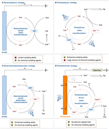 Graphical abstract: Photoelectrode engineering for organic synthesis: a paradigm for high-value chemical transformations