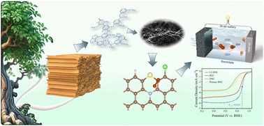 Graphical abstract: Synergistic promotion of oxygen reduction electrocatalysis by chlorine incorporation in biomass-derived S/N co-doped carbon